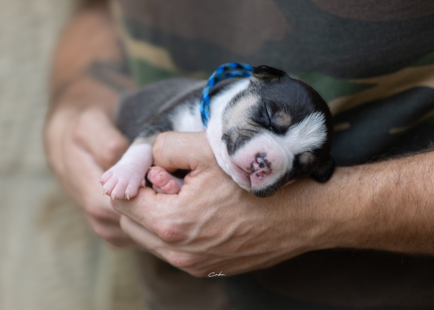 Mâle collier bleu bicolore