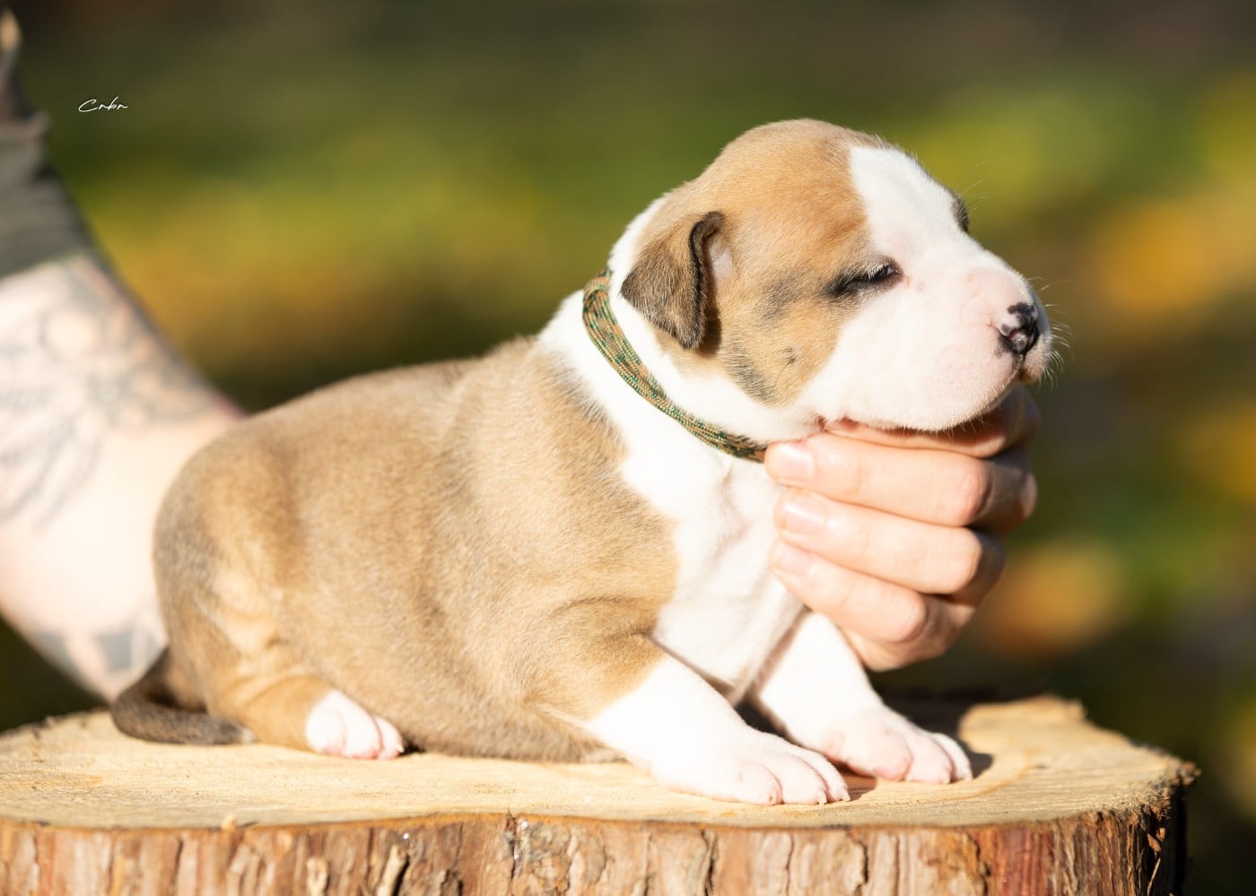 Austin, mâle collier militaire