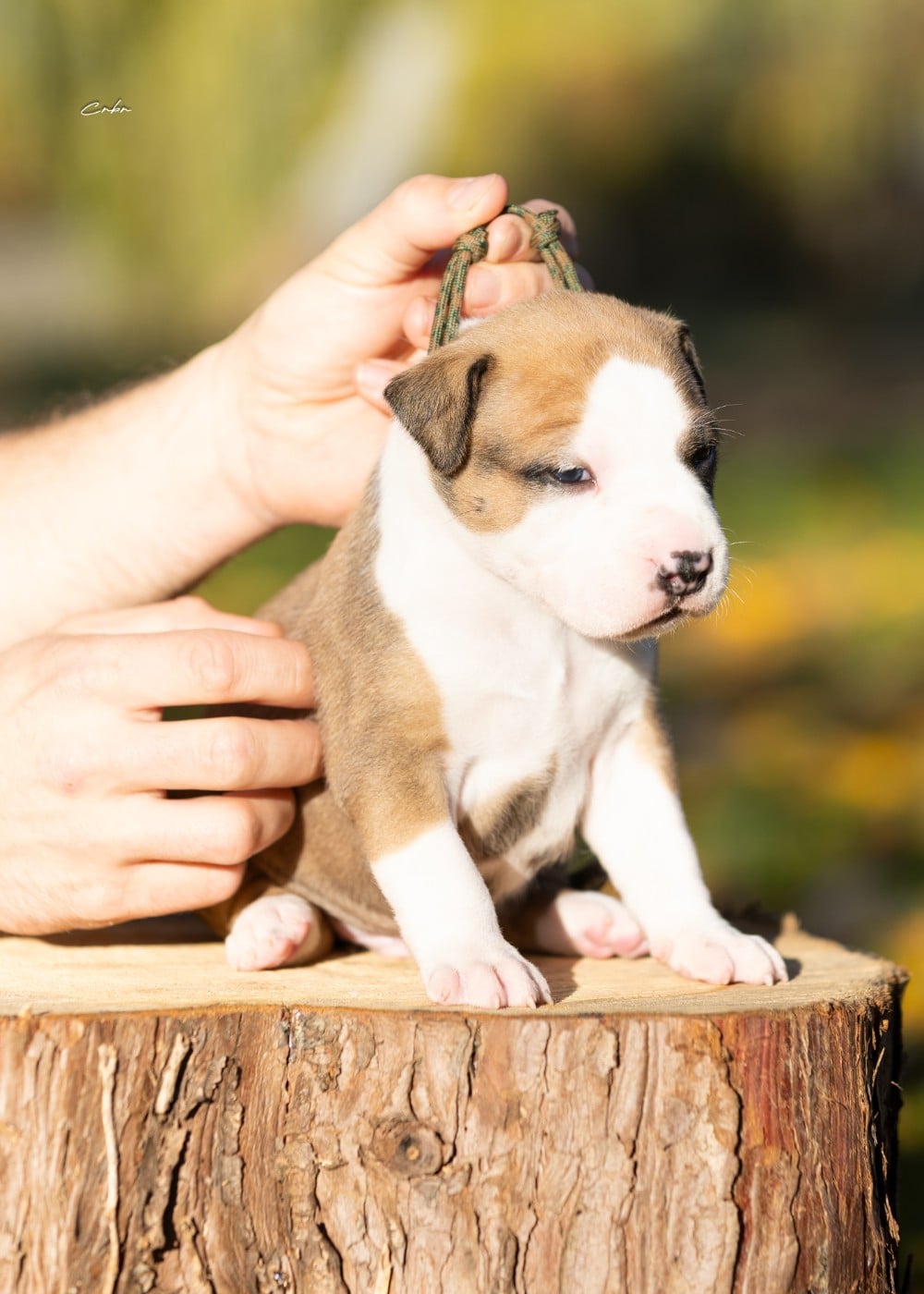 Austin, mâle collier militaire