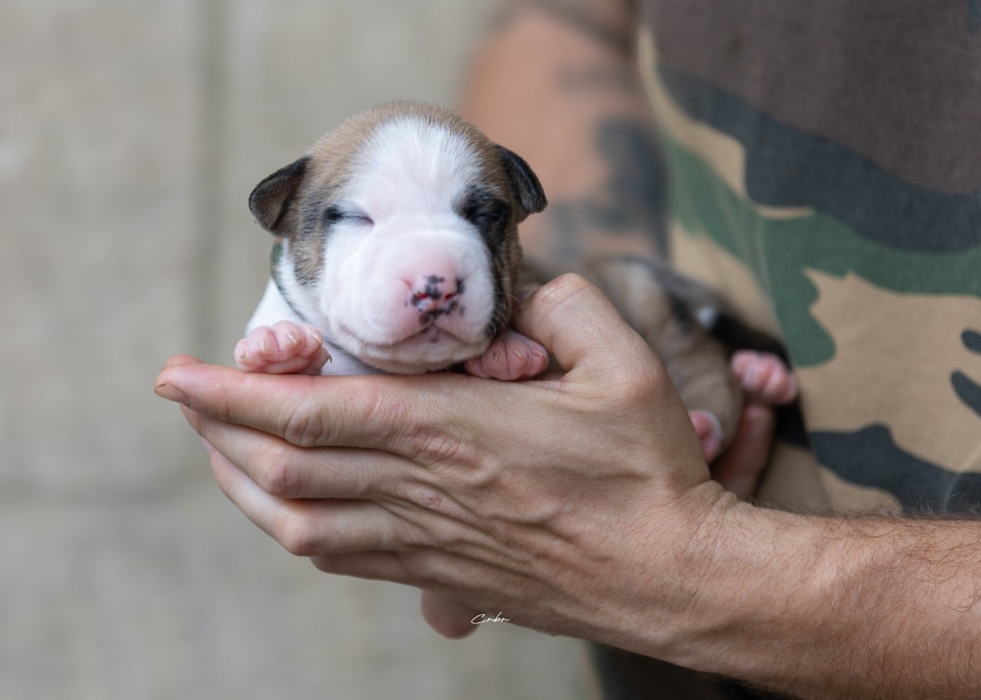 Austin, mâle collier militaire