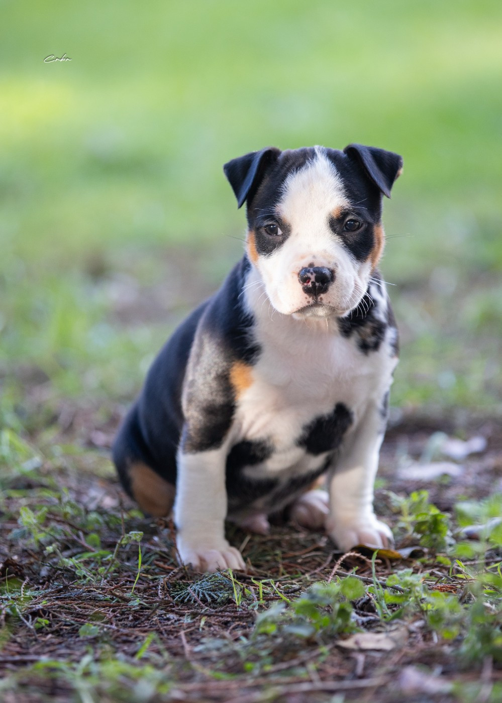 American Staffordshire Terrier - Du chemin des moulins