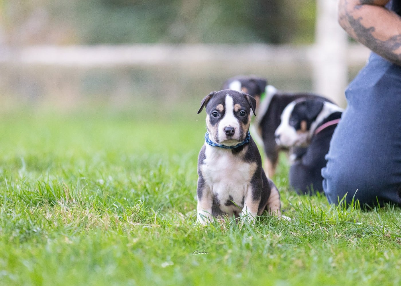 Mâle collier bleu bicolore