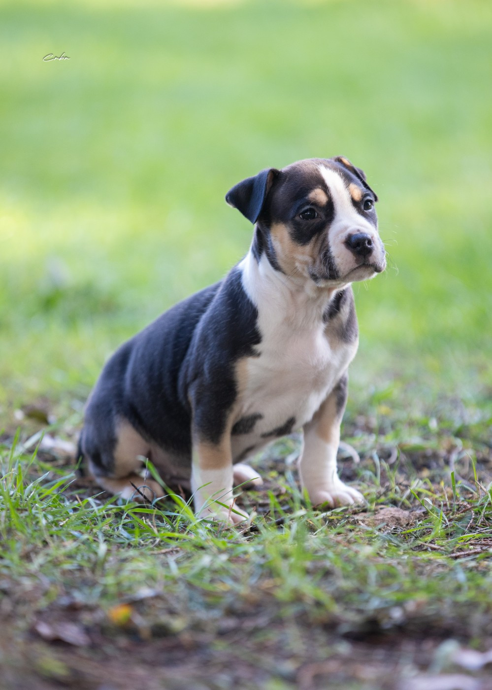 Mâle collier bleu bicolore