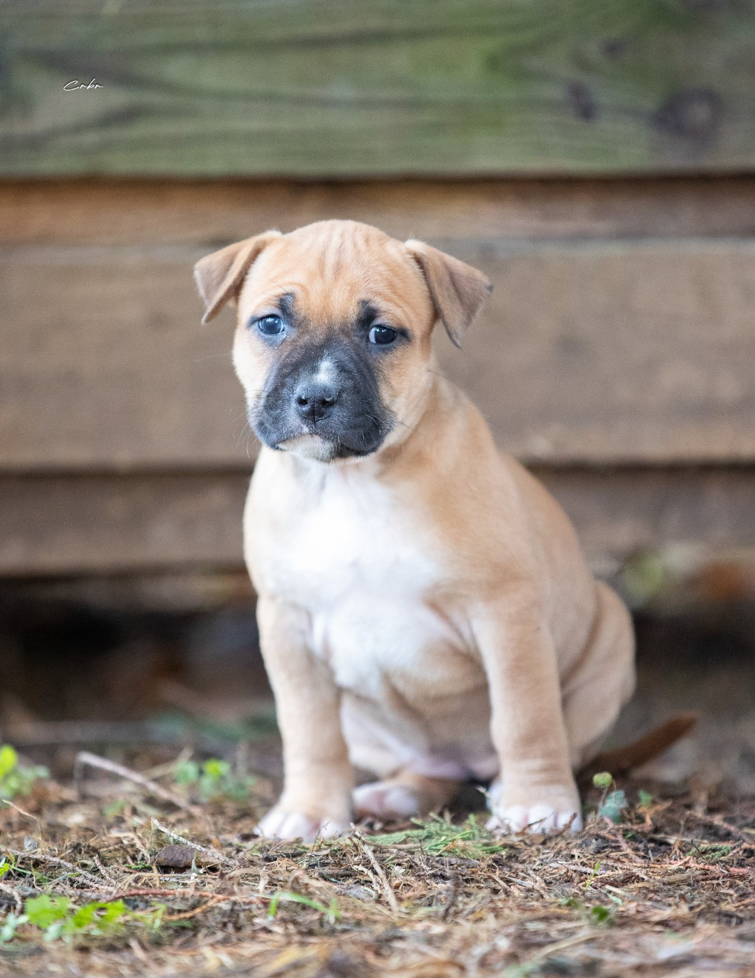 American Staffordshire Terrier - Du chemin des moulins