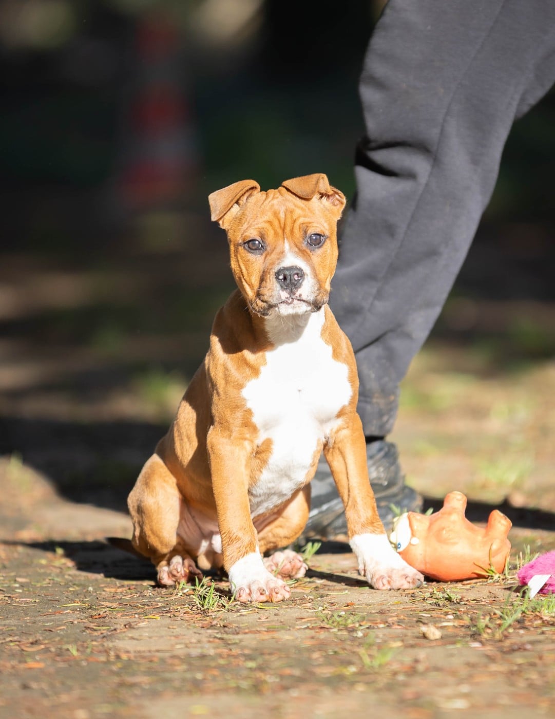 American Staffordshire Terrier - Du chemin des moulins
