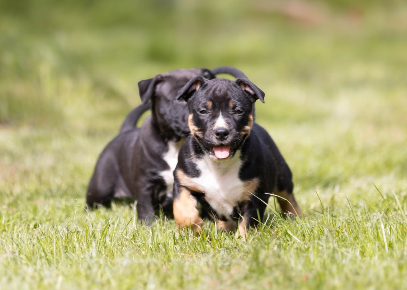 American Staffordshire Terrier - Du chemin des moulins