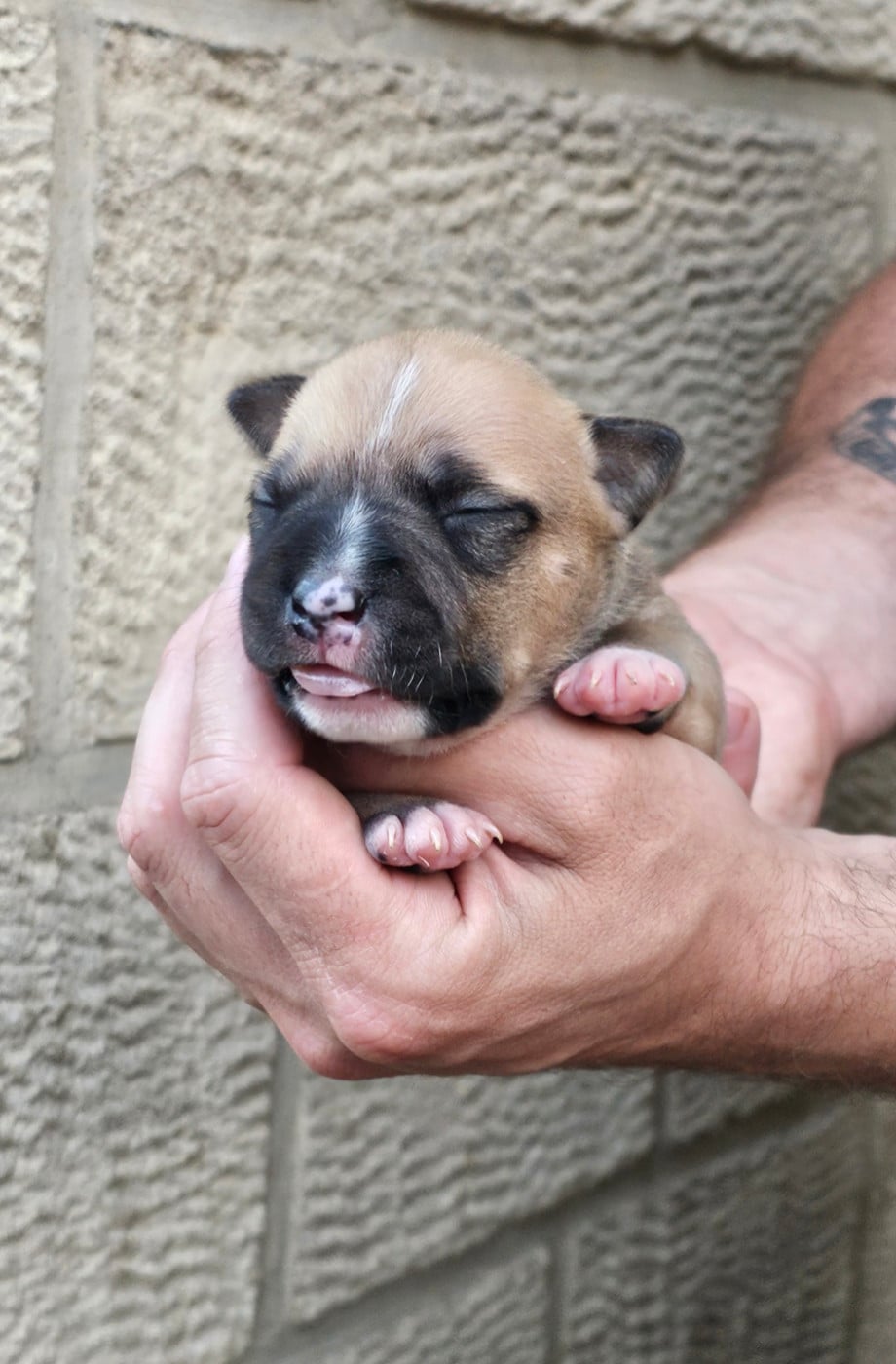American Staffordshire Terrier - Du chemin des moulins