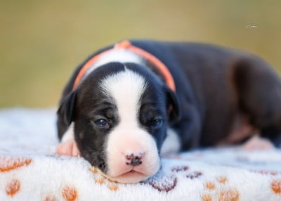 Les chiots de American Staffordshire Terrier