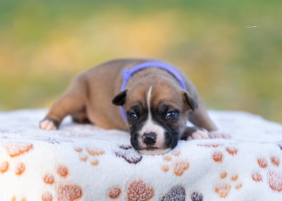 Les chiots de American Staffordshire Terrier
