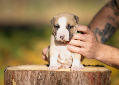 Les chiots de American Staffordshire Terrier