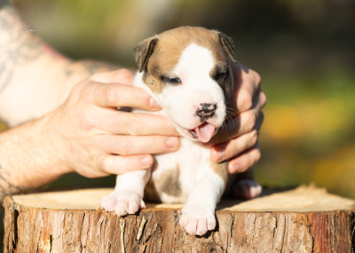 Les chiots de American Staffordshire Terrier