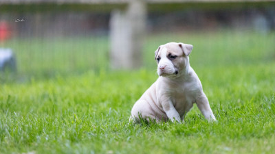Les chiots de American Staffordshire Terrier