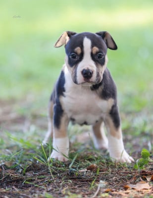 Les chiots de American Staffordshire Terrier