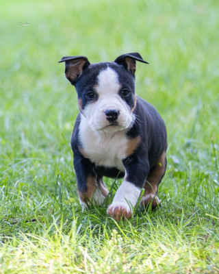 Les chiots de American Staffordshire Terrier