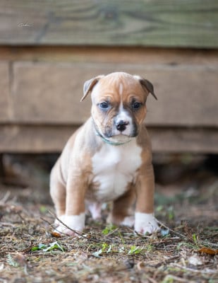 Les chiots de American Staffordshire Terrier