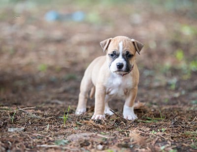 Les chiots de American Staffordshire Terrier