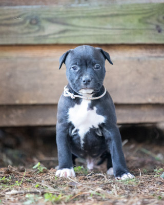 Les chiots de American Staffordshire Terrier