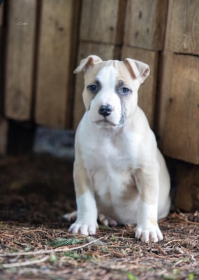 Les chiots de American Staffordshire Terrier