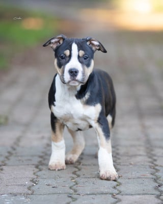 Les chiots de American Staffordshire Terrier