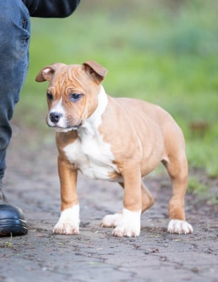 Les chiots de American Staffordshire Terrier