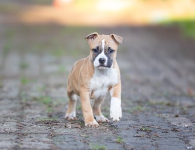 Les chiots de American Staffordshire Terrier
