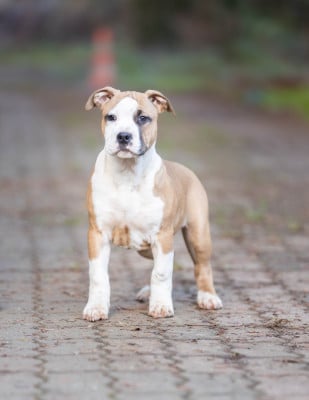 Les chiots de American Staffordshire Terrier