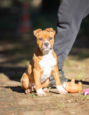Les chiots de American Staffordshire Terrier
