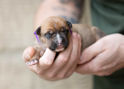 Les chiots de American Staffordshire Terrier
