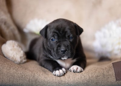 Les chiots de American Staffordshire Terrier