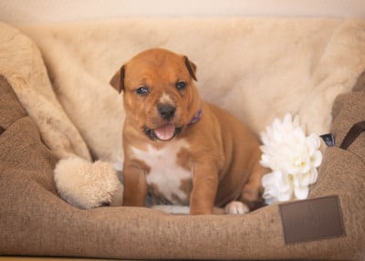Les chiots de American Staffordshire Terrier