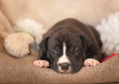 Les chiots de American Staffordshire Terrier