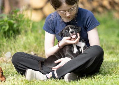 Les chiots de American Staffordshire Terrier