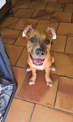 Les chiots de American Staffordshire Terrier