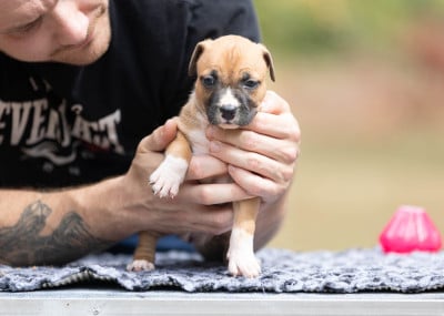 Femelle collier beige - American Staffordshire Terrier