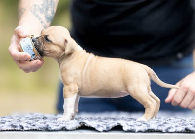 Femelle collier Argenté - American Staffordshire Terrier