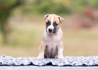 Femelle collier violet pastel - American Staffordshire Terrier