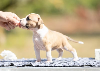 Les chiots de American Staffordshire Terrier