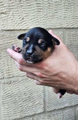 Les chiots de American Staffordshire Terrier