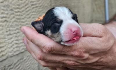 Mâle collier rouille - American Staffordshire Terrier