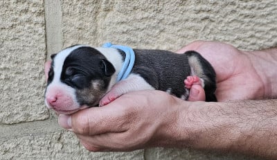 Mâle collier bleu clair - American Staffordshire Terrier