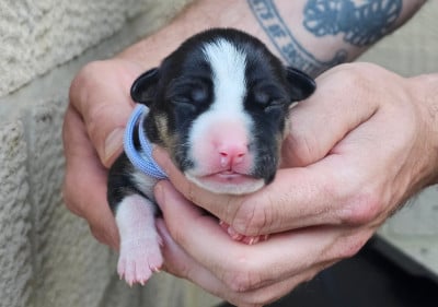 American Staffordshire Terrier