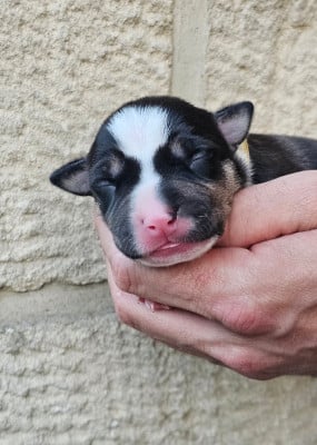 Mâle collier doré - American Staffordshire Terrier
