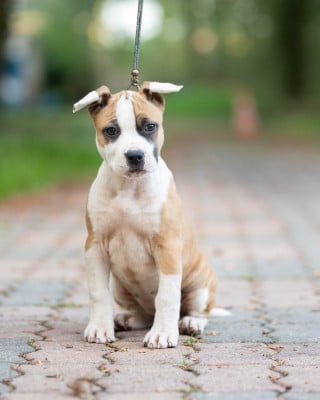 Les chiots de American Staffordshire Terrier
