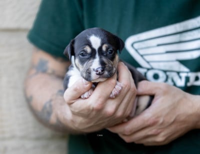 Les chiots de American Staffordshire Terrier