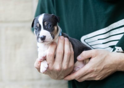 Les chiots de American Staffordshire Terrier