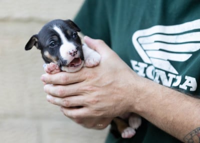 Les chiots de American Staffordshire Terrier