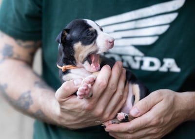 Les chiots de American Staffordshire Terrier