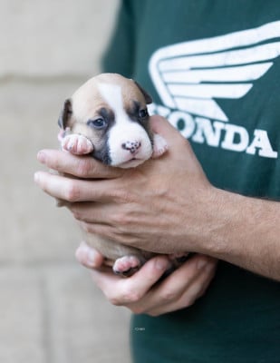 Les chiots de American Staffordshire Terrier