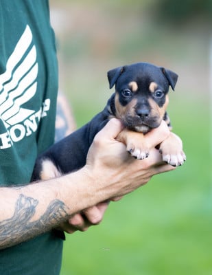 Les chiots de American Staffordshire Terrier