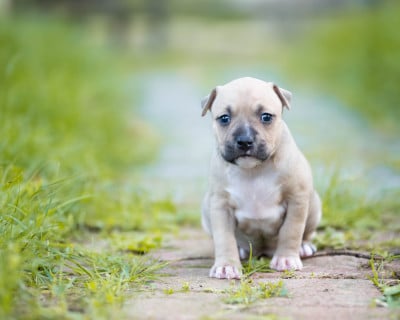 Les chiots de American Staffordshire Terrier